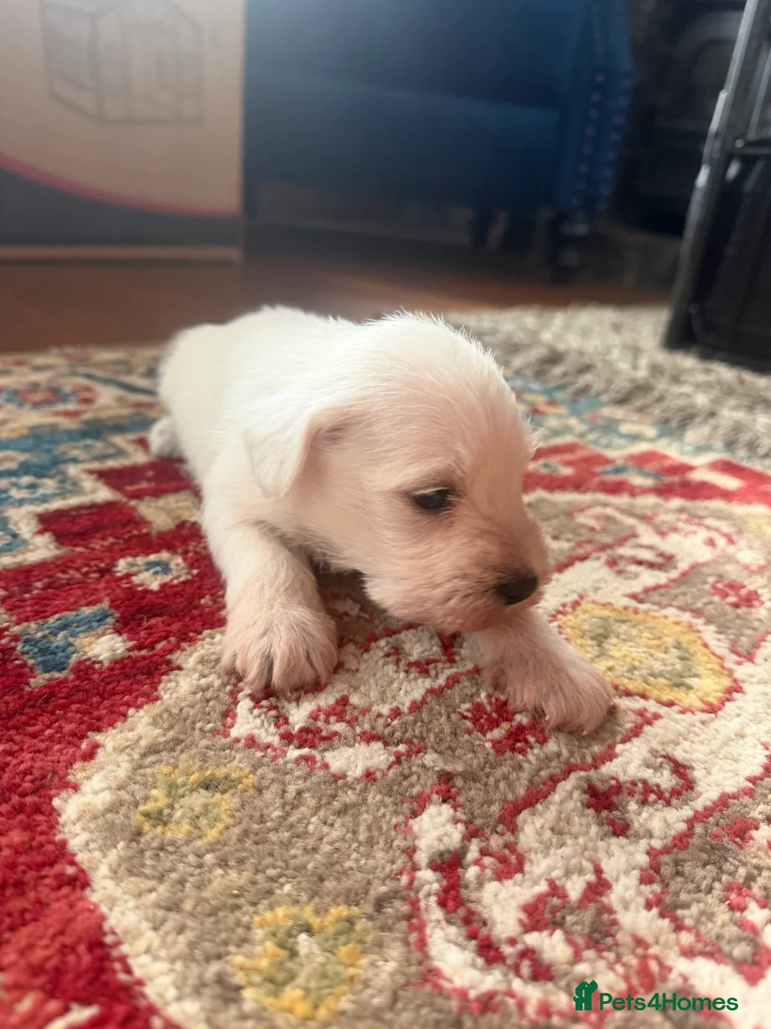Miniature Schnauzer dogs for sale: White state miniature schnauzer pups in Neath - Advert 4