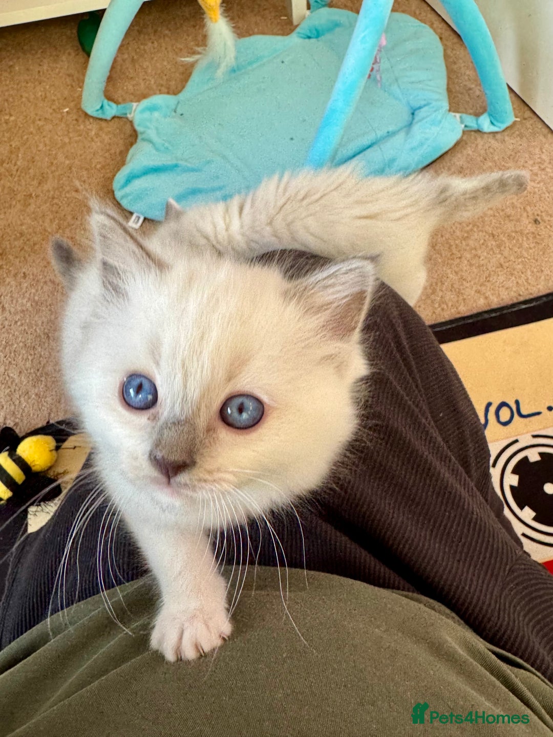 Ragdoll cats for sale: Beautiful Registered Ragdoll Kittens Available  - Advert 25