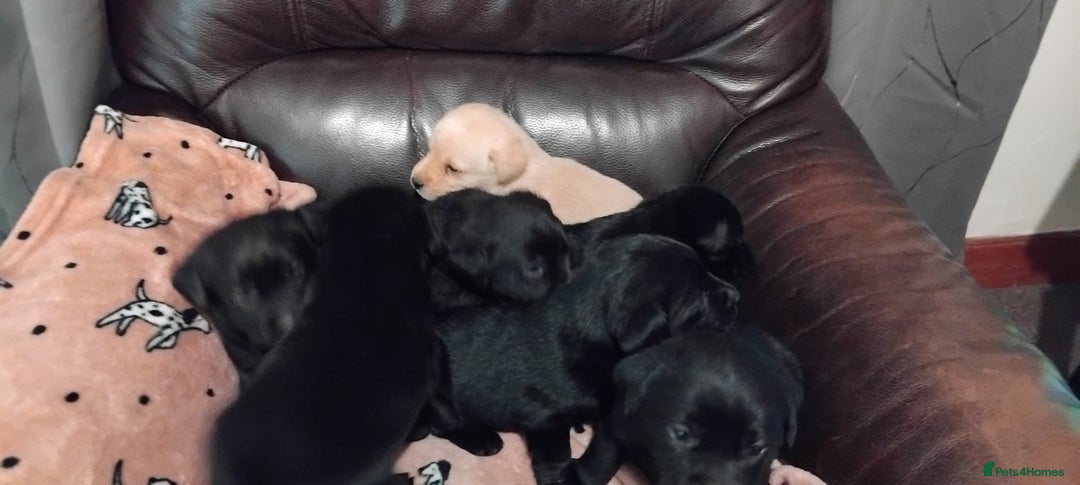 Labrador Retriever dogs for sale: Gorgeous KC registered Labrador puppies  - Advert 6