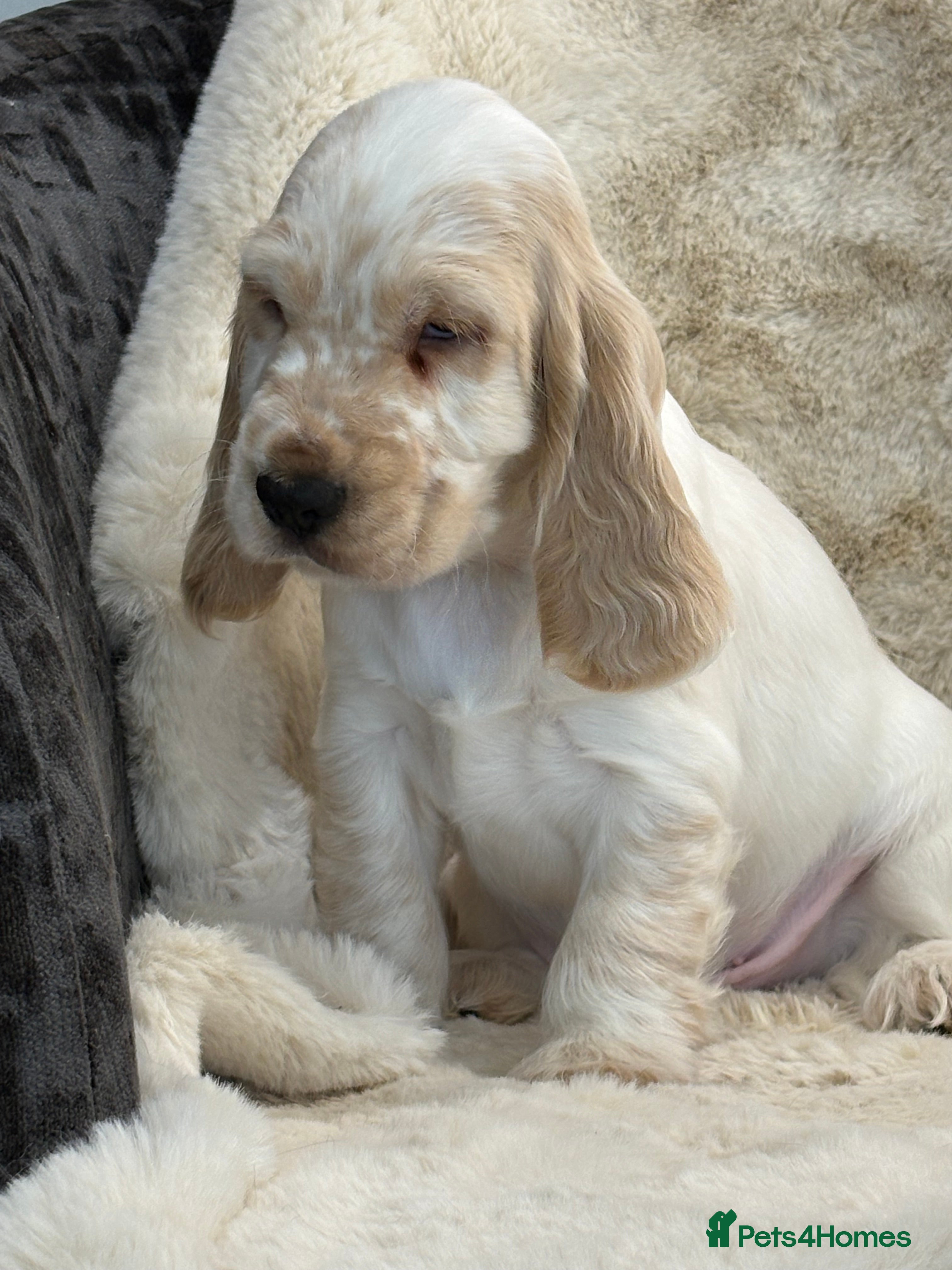 Cocker Spaniel dogs Beautiful health tested show cocker spaniel pups - Advert 18