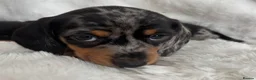 Miniature Dachshund dogs for sale: Miniature smooth coated Dacshund’s  - Advert 16
