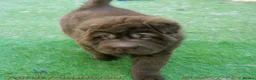 Shar Pei dogs for sale: Irresistible KC Reg Bear-coat Shar-Pei Pups - SOLD - Advert 7