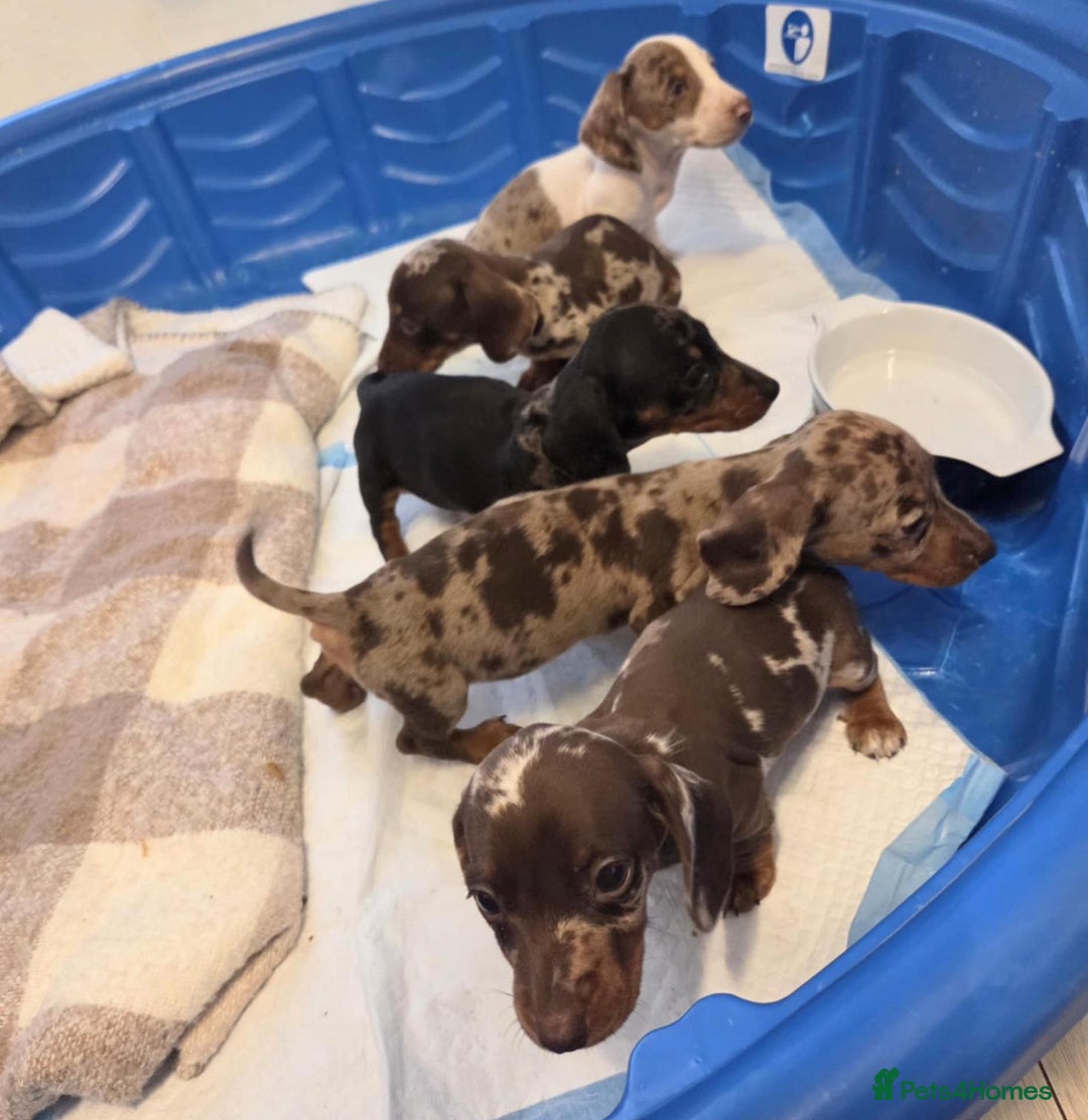 Miniature Dachshund dogs for sale: Miniature dachshund puppies - Image 2