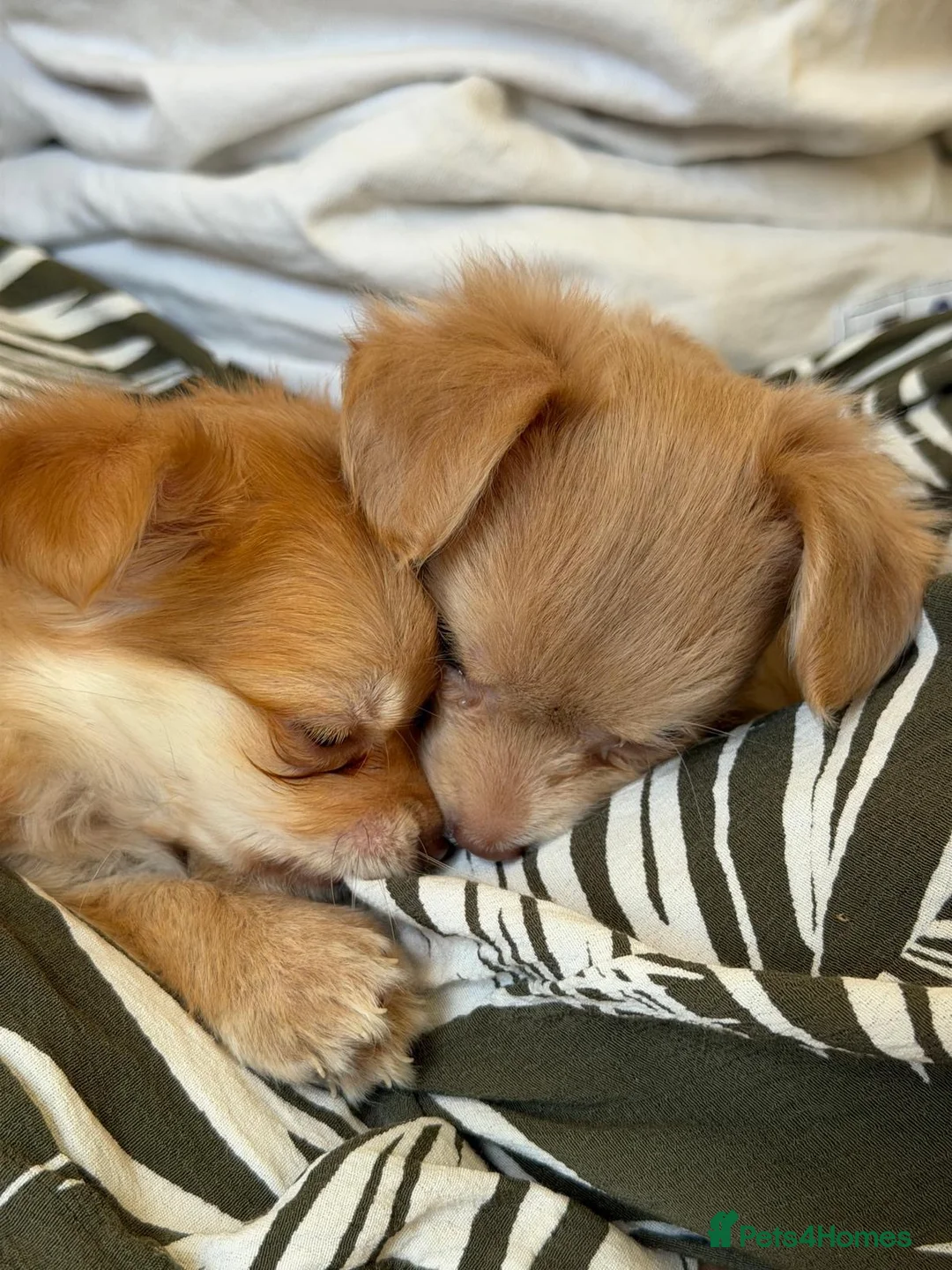 Chihuahua dogs for sale: Beautiful Long-Haired Chihuahua Puppies ❤️ - Advert 21