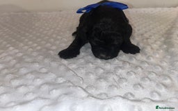 Cockapoo dogs for sale: Cocapoos f1  - Image 17