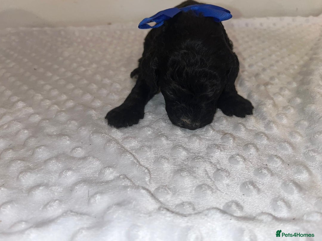 Cockapoo dogs for sale: Cocapoos f1  - Image 17