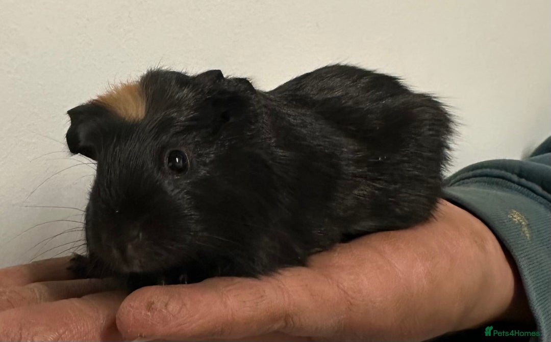 Guinea Pig rodents for sale: 7 week old babies, boys and girls available  - Image 1