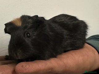 Guinea Pig rodents - Advert 1