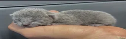 Russian Blue cats for sale: Pure Russian Blue kittens looking new home - Advert 4