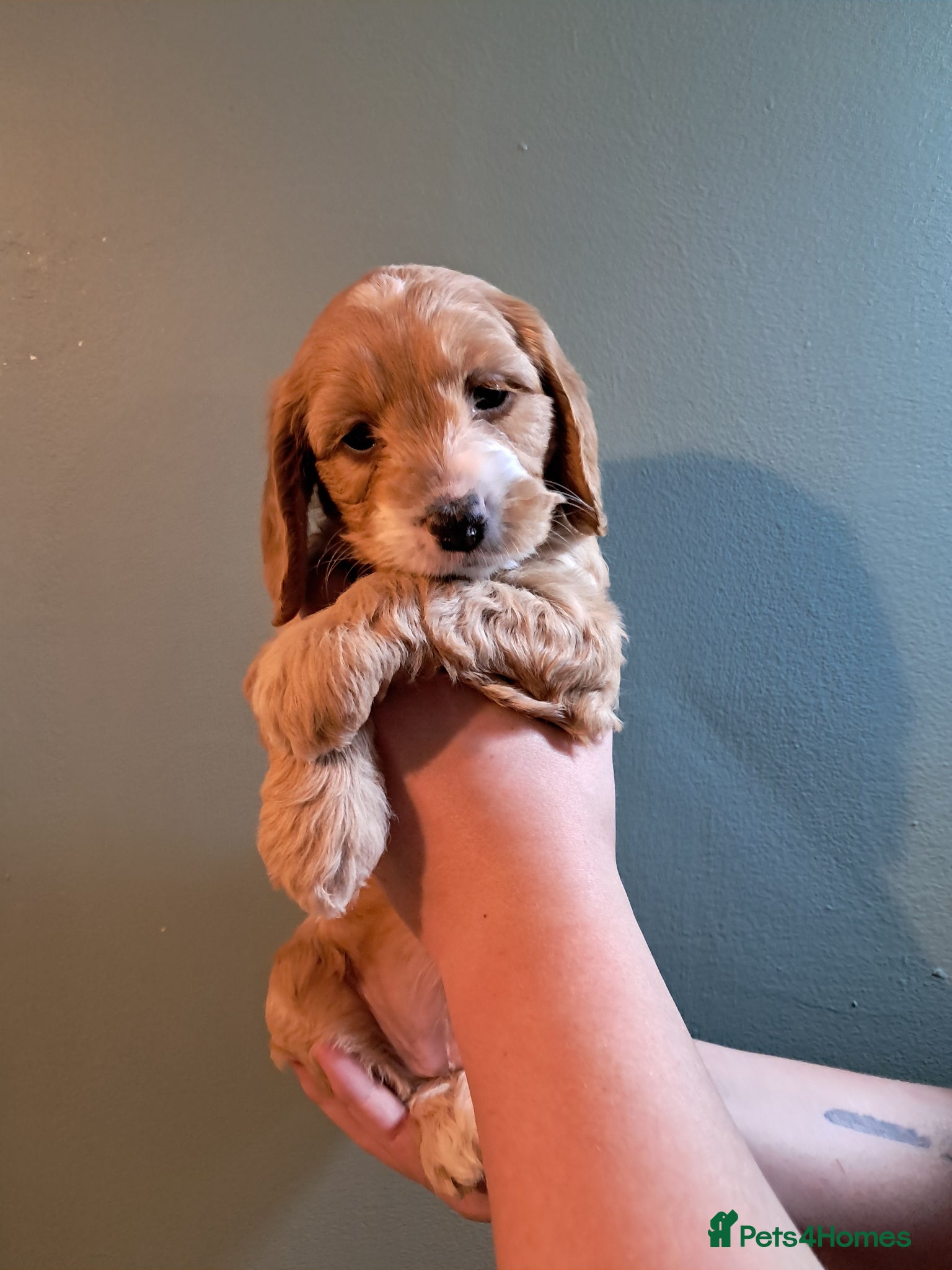 Cockapoo dogs F1B Red and fox red cockapoo litter - Advert 5