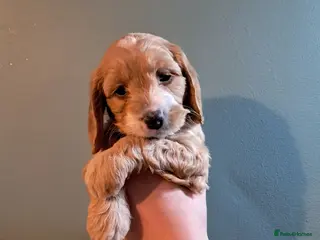 Cockapoo dogs F1B Red and fox red cockapoo litter - Advert 5