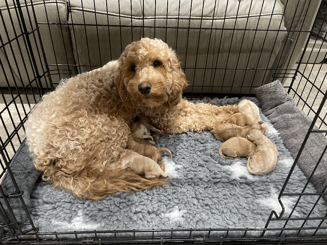 Cockapoo dogs for sale: F1b TOY COCKAPOO PUPS - DNA Health Tested!! - Advert 8