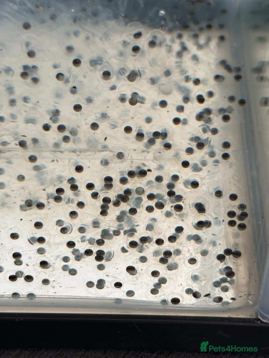 Axolotl reptiles for sale: Axolotl eggs in Dewsbury - Advert 1