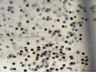 Axolotl reptiles Axolotl eggs - Advert 1