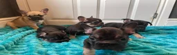 French Bulldog dogs for sale: 5 Frenchie pups ready for their forever homes🐶🏡 - Advert 14
