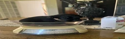 Jack Russell dogs for sale: Beautiful litter of Jack Russel puppies  in Milnthorpe - Advert 25