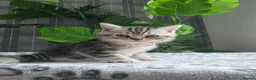 Scottish Fold cats for sale: Beautiful Scottish Fold & Straight Cross Kittens - Advert 7