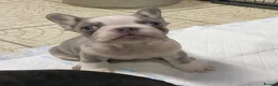 French Bulldog dogs for sale: French Bulldog puppies - Advert 18