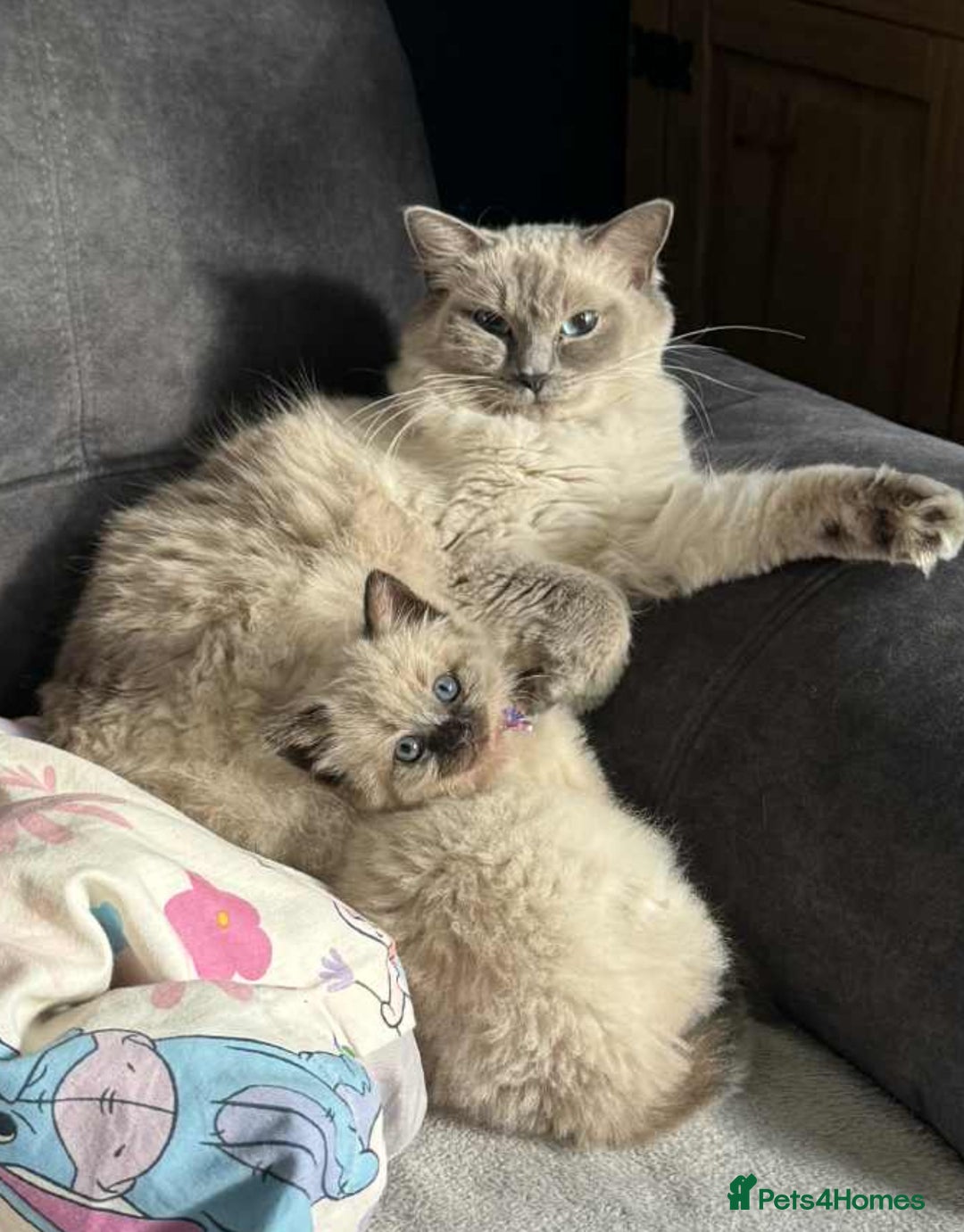 Ragdoll cats for sale: Ragdoll girl - Image 2