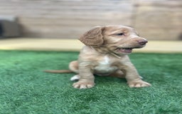 Cocker Spaniel dogs for sale: Beautiful Family-Raised Cockers – Aug 11 Ready - Image 9