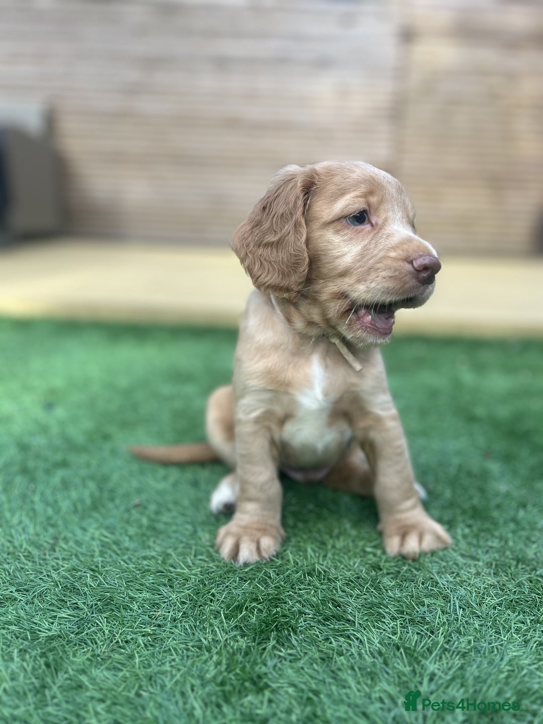 Cocker Spaniel dogs for sale: Beautiful Family-Raised Cockers – Aug 11 Ready - Image 9