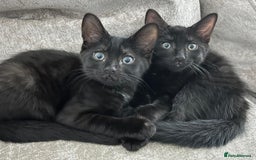 Domestic Shorthair cats for sale: 2 14-WeekOld Kittens Looking for Loving Homes - Image 2