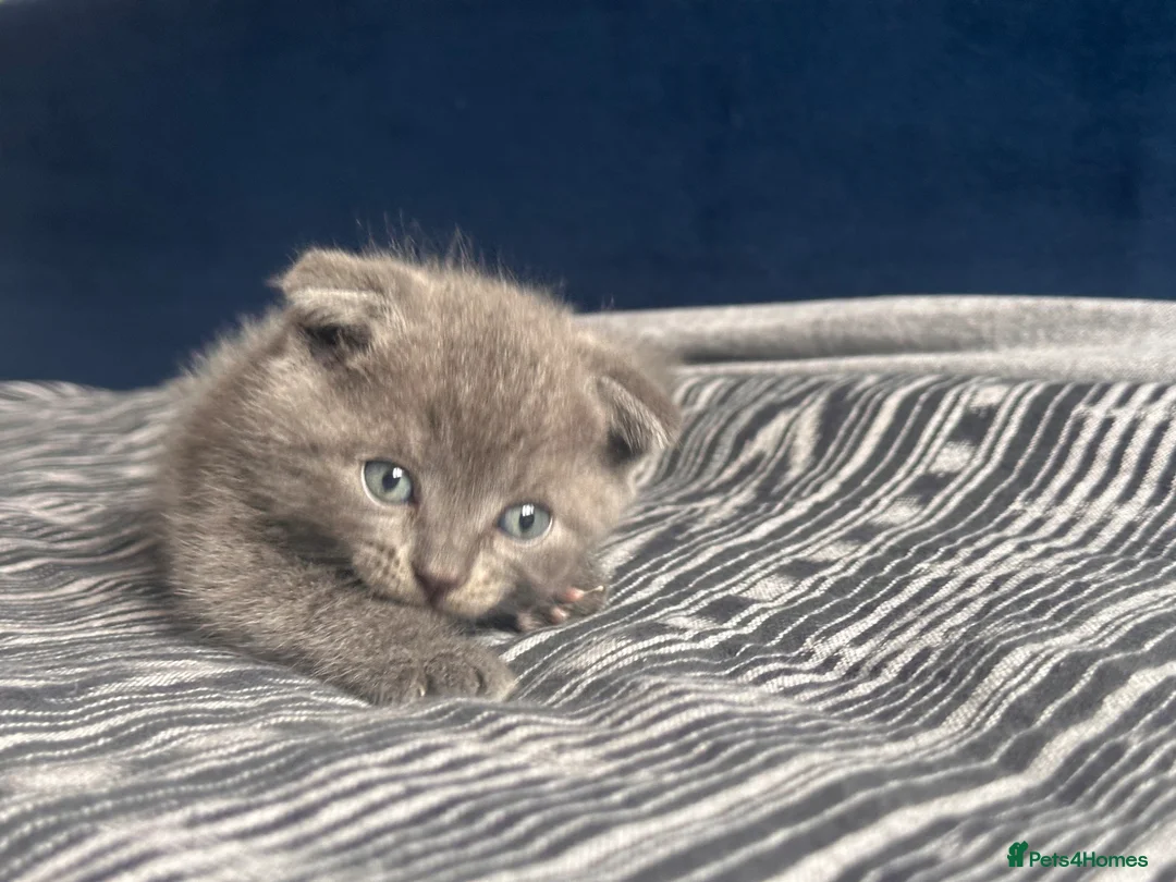 Scottish Fold cats for sale: Scottish fold - Advert 9