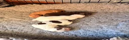 Cocker Spaniel dogs for sale: Beautiful roan cocker spaniels for sale - Advert 9