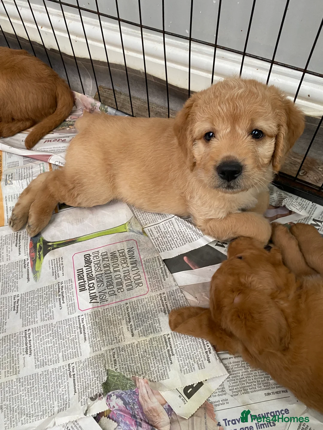 Labradoodle dogs for sale: F1 Red Miniature Labradoodles  - Advert 7