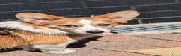 Welsh Corgi Pembroke dogs for sale: Two stunning sisters available health tested  - Advert 3