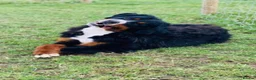 Bernese Mountain Dog dogs for sale: Stunning boys and girls - Advert 5