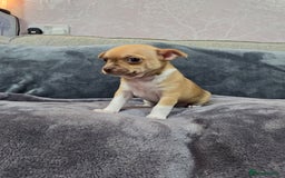 Chihuahua dogs for sale: Chihuahua pedigree pups. Not KC. - Image 21