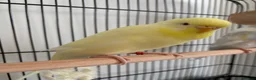 Budgerigars birds for sale: Female budgies for sale - Advert 3