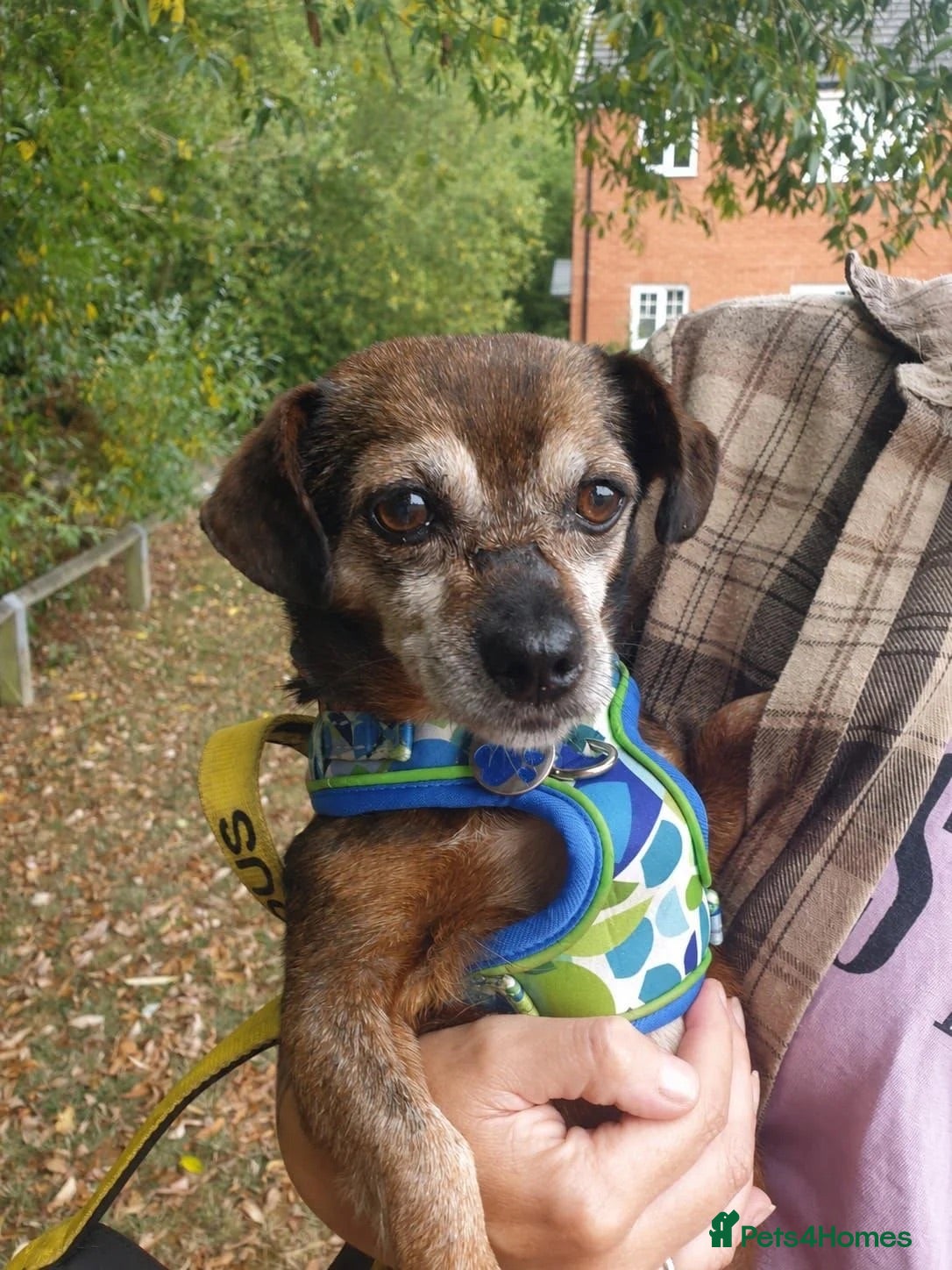 Mixed Breed dogs Doobie 💙 - Advert 1