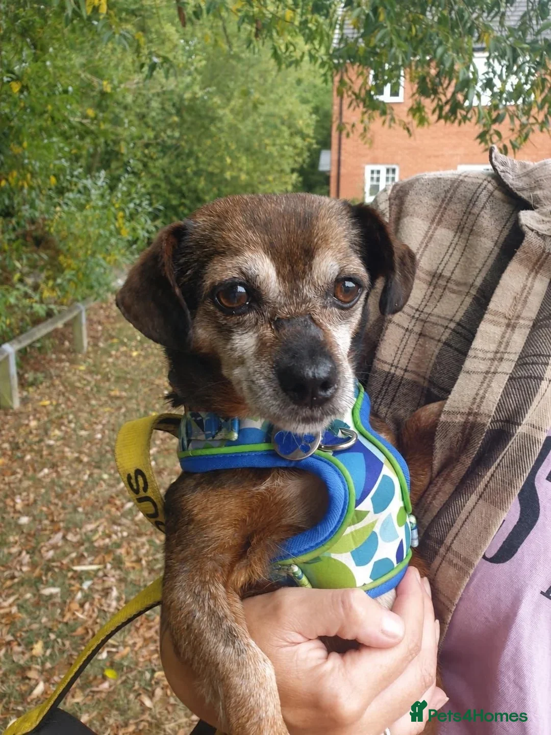 Mixed Breed dogs for adoption: Doobie 💙 in Woodbridge - Advert 1