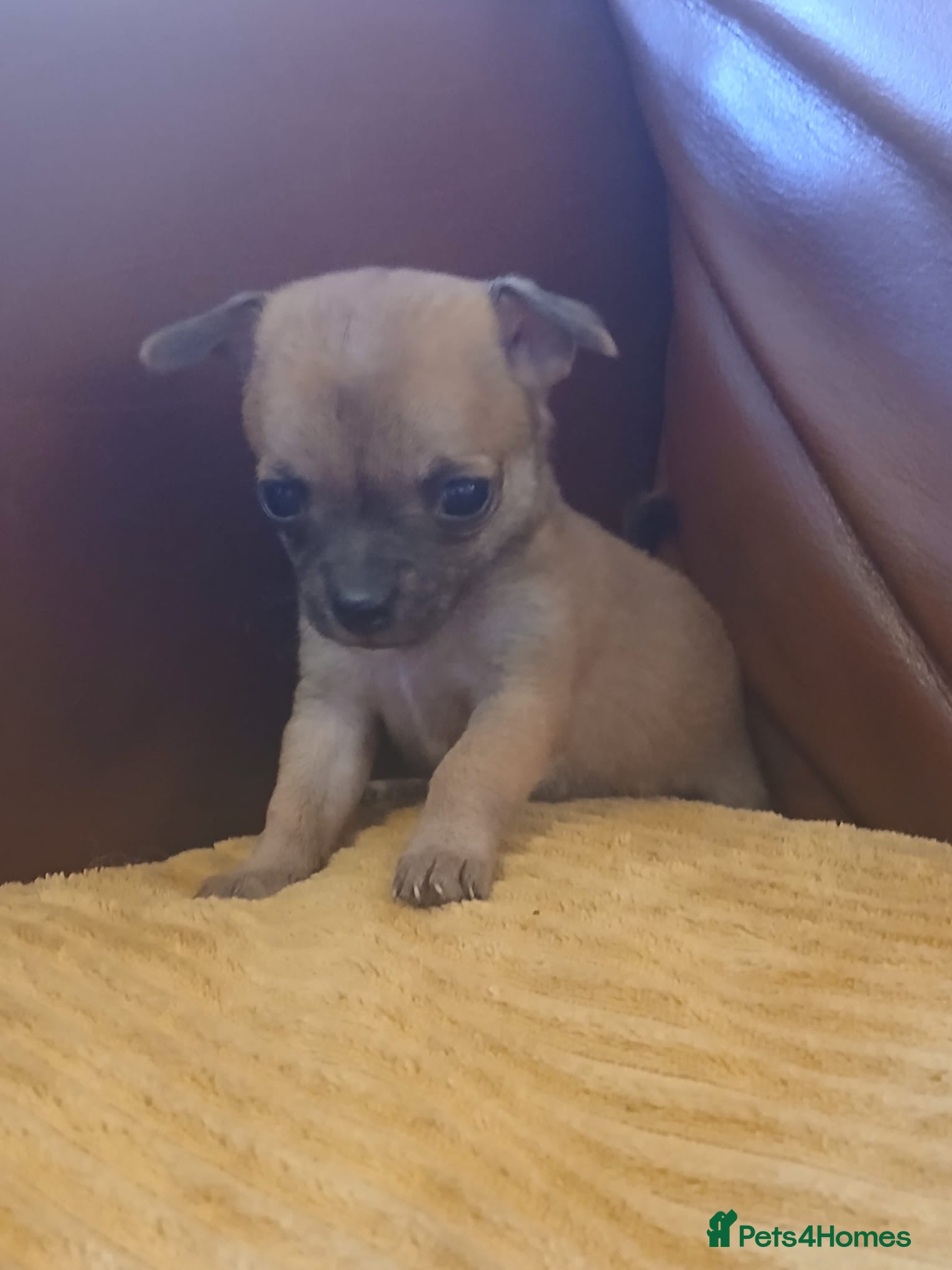 Chihuahua dogs Chihuahua x puppies  - Advert 2