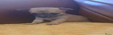 Chihuahua 5