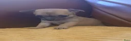 Chihuahua dogs for sale: Chihuahua x puppies  - Advert 2