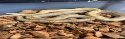 Corn Snake reptiles for sale: Various corn snakes/colubrids at urban exotics  - Advert 3