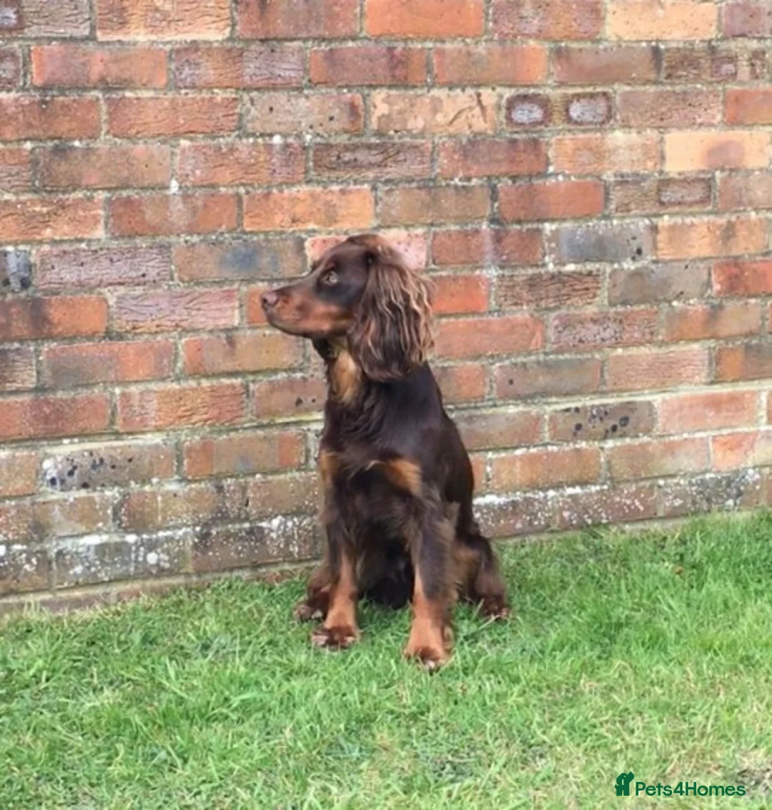 Cocker Spaniel dogs for stud: At stud Thistlecrack Fernando in Lymington - Advert 4