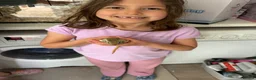 Gerbil rodents for sale: 2 lovely gerbils free to a good home in Chorley - Advert 2