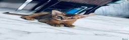 Abyssinian cats for sale: TICA registered boy and girl - Advert 12