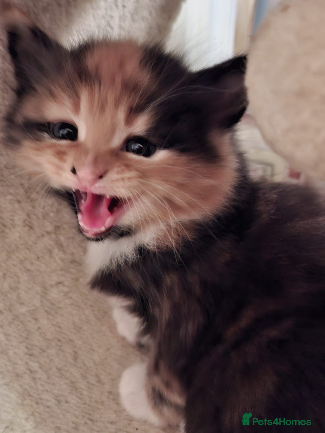 Mixed Breed cats for sale: 4 gorgerous kittens - Image 27