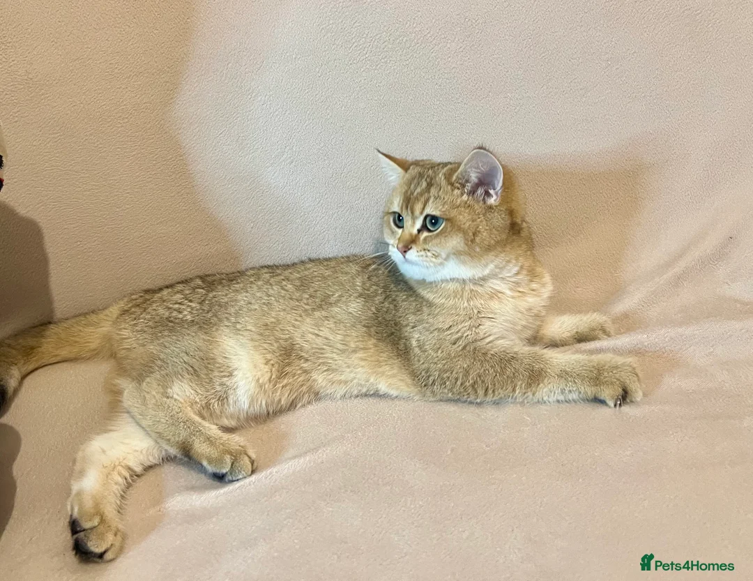 British Shorthair cats for sale: 🐾 Purebred BSH Golden kitten 🐾  - Advert 18