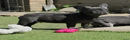 French Bulldog dogs for sale: REDUCED Stunning French Bulldog Pups  - Advert 10