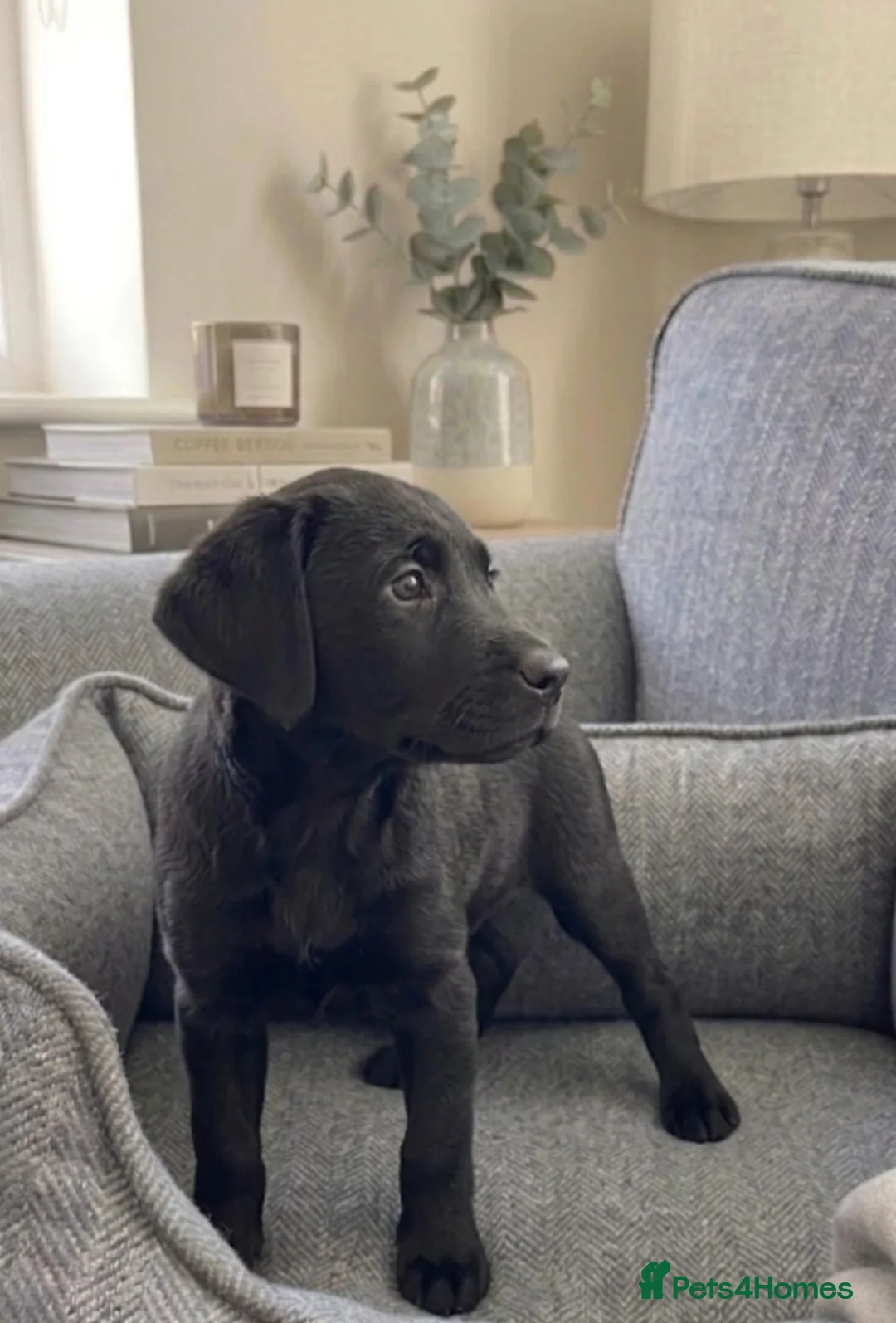 Labrador Retriever dogs for sale: Labrador puppies in Romford - Advert 10