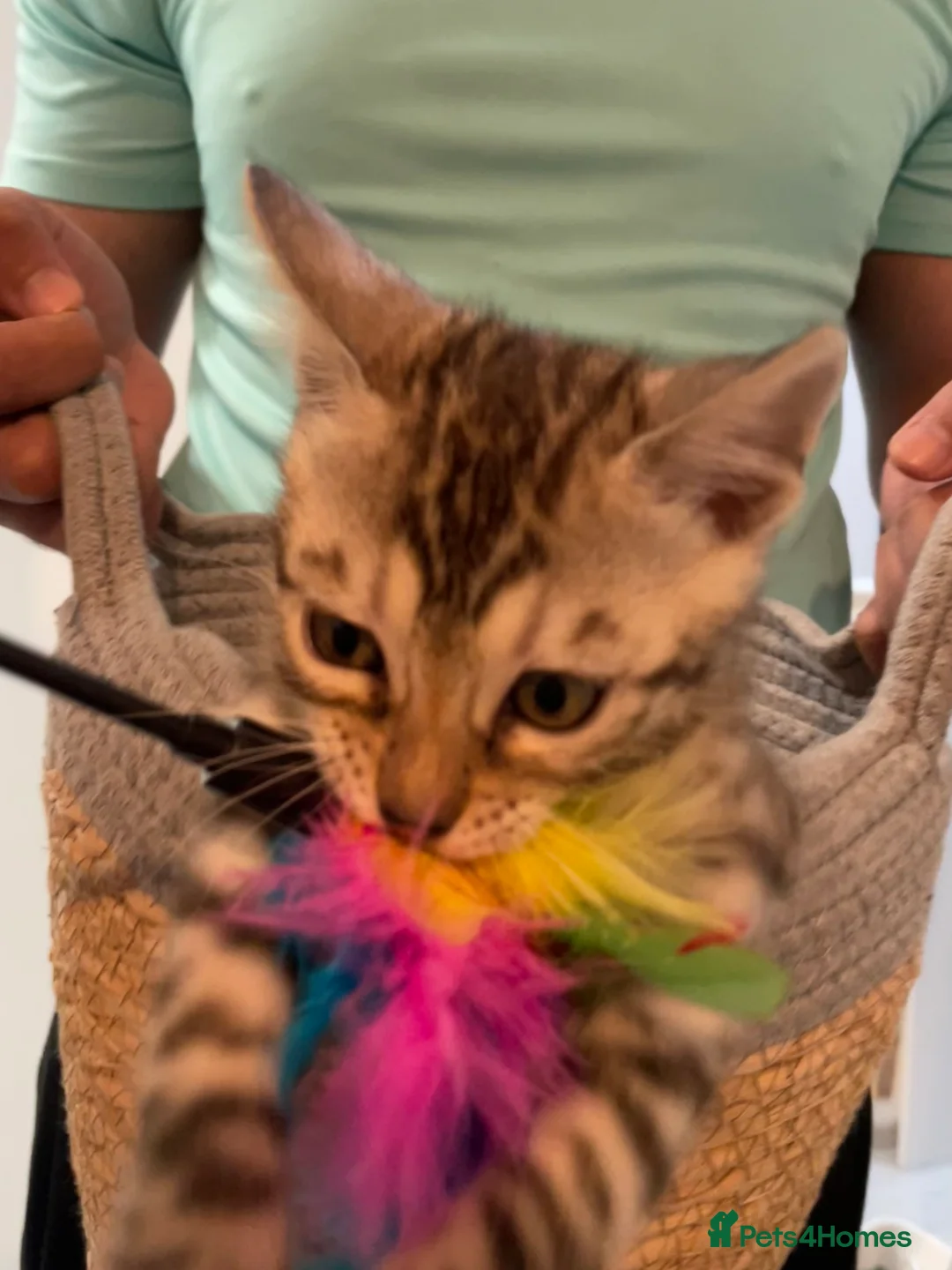 Bengal cats for sale: 🥇🏆Gorgeous Pedigree Tica Pure Bengals🏆🥇 - Advert 5