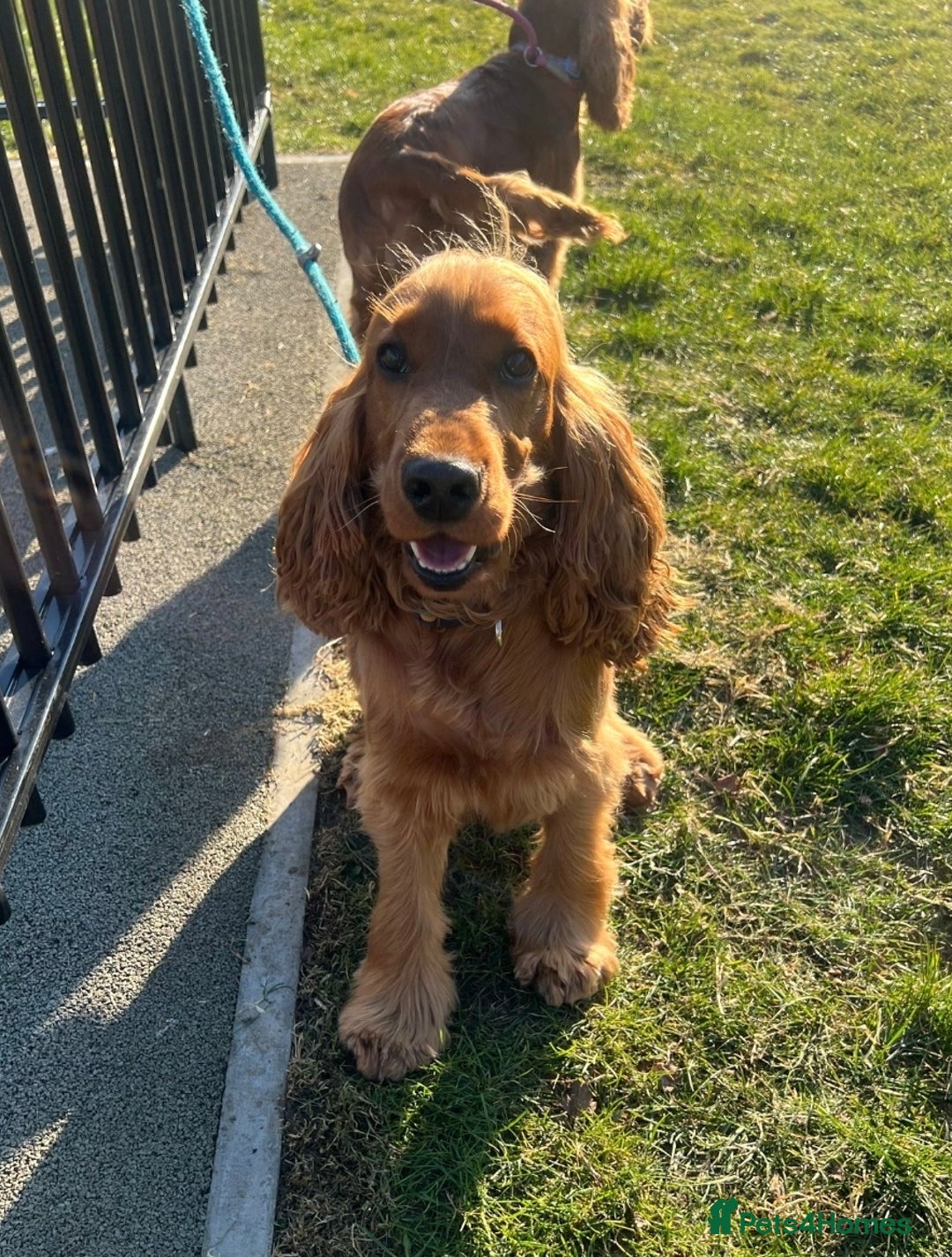 Cockapoo dogs for sale: Beautiful Cockapoo puppies for sale.  - Advert 3