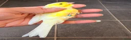 Finches birds for sale: waterslager canary Hen - Advert 3