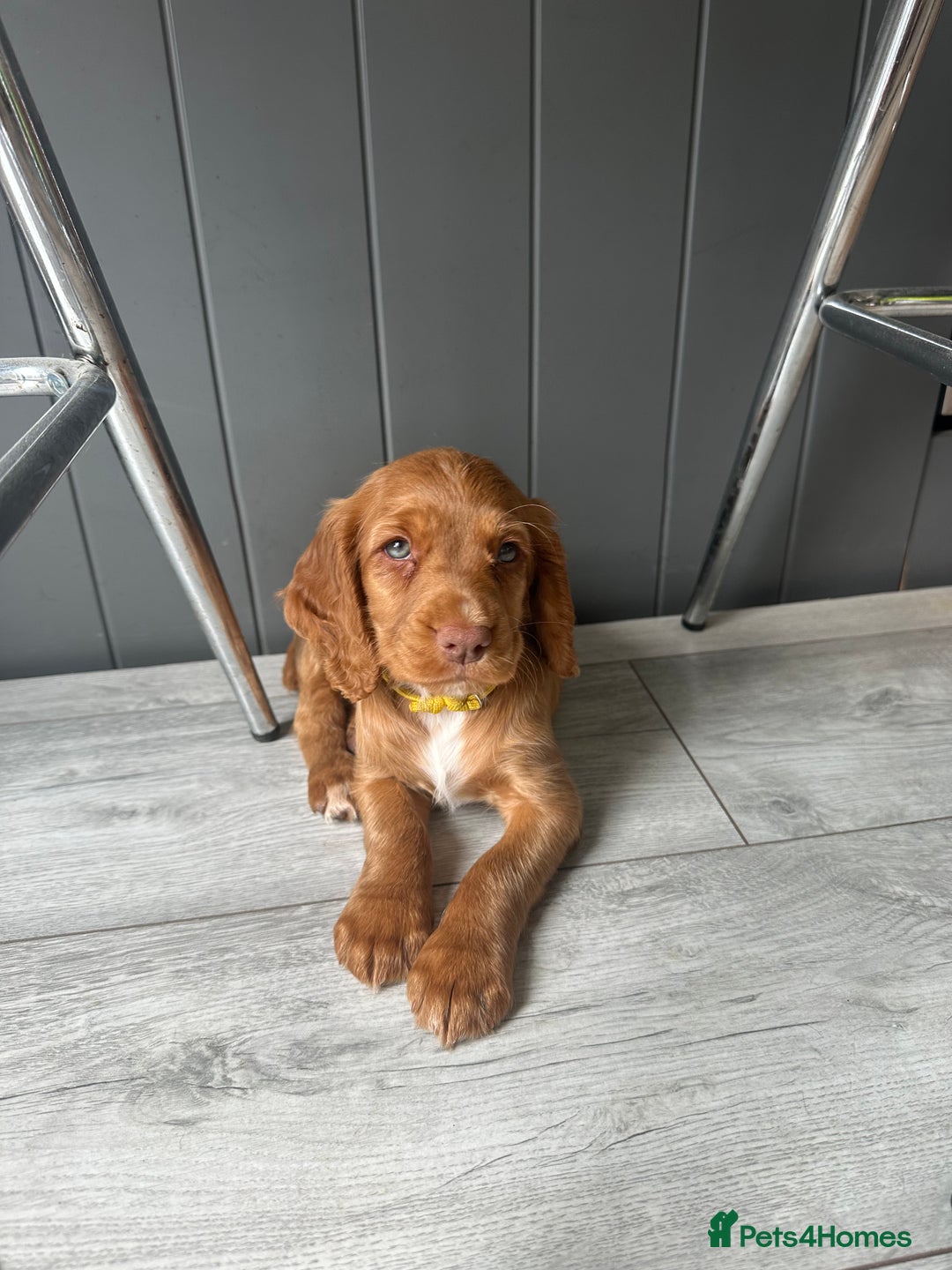 Cocker Spaniel dogs for sale: Working Cocker spaniel FTCH Bloodline  - Image 2